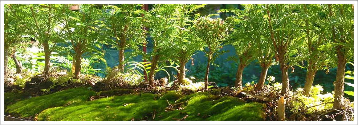 Austin Texas Living Forests
