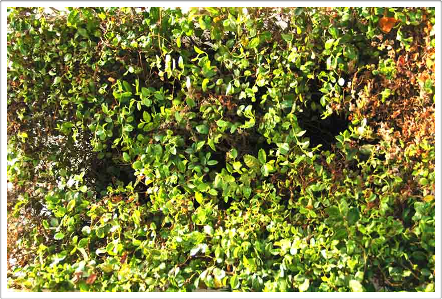 Miniature Forests of Austin Texas Landscaping Gardening