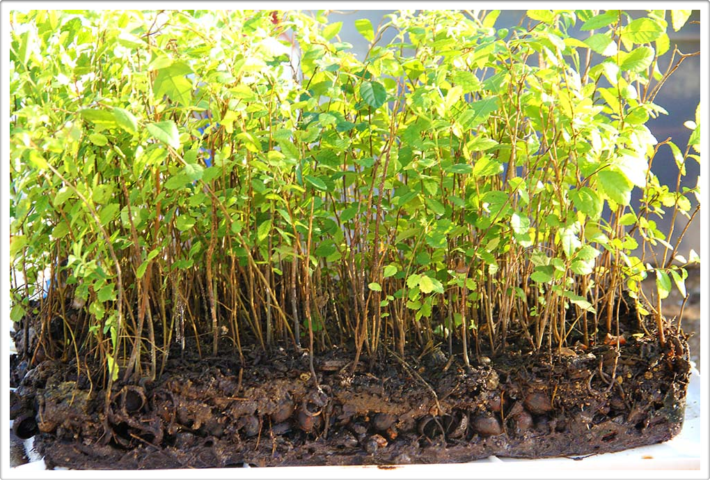 Miniature Forests of Austin Texas Landscaping Gardening