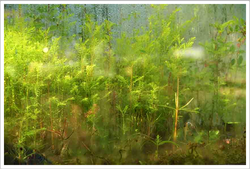 Miniature Forests of Austin Texas Landscaping Gardening