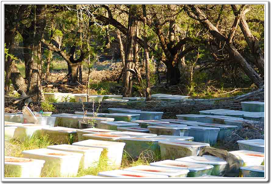 The Farm Austin Texas