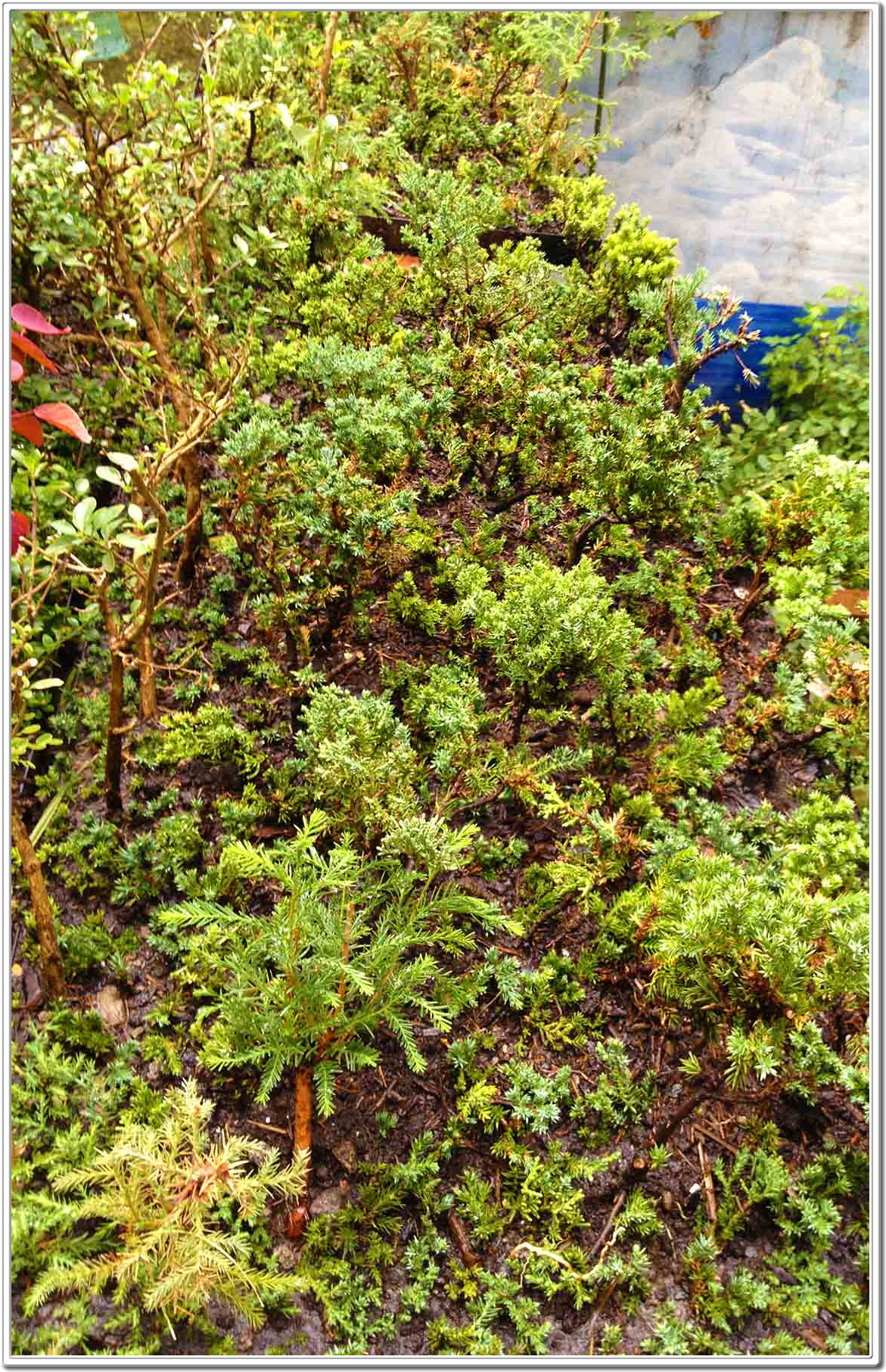Miniature Forests Miniature Bonsai Forest by Daniel Pavon Cuellar