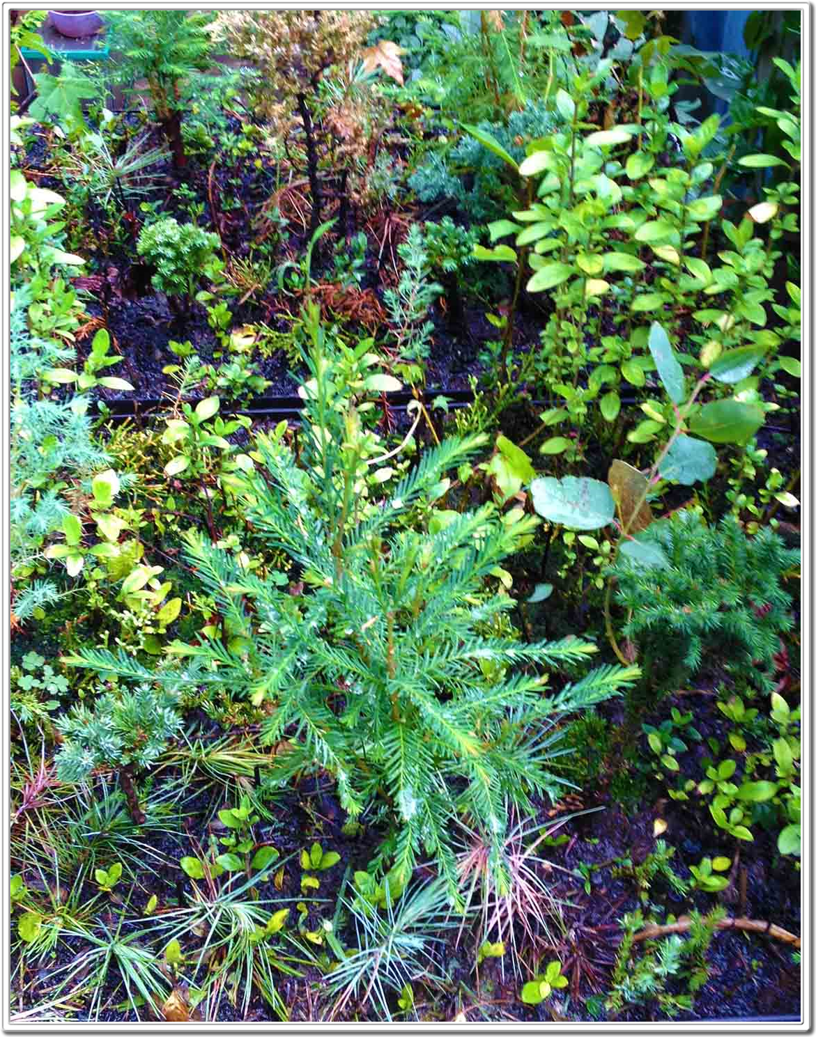 Miniature Forests Miniature Bonsai Forest by Daniel Pavon Cuellar