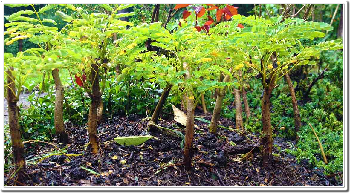 Miniature Forests Miniature Bonsai Forest by Daniel Pavon Cuellar