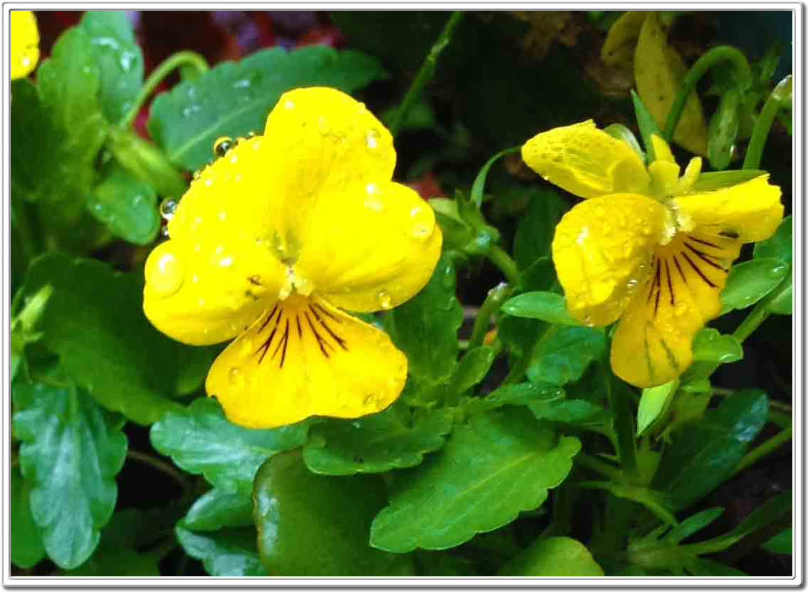 FLORA PHOTOGRAPHY