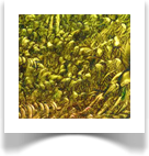 Daniel Pavon Cuellar Artist Gallery